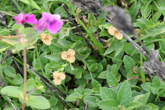 Murdannia lanuginosa